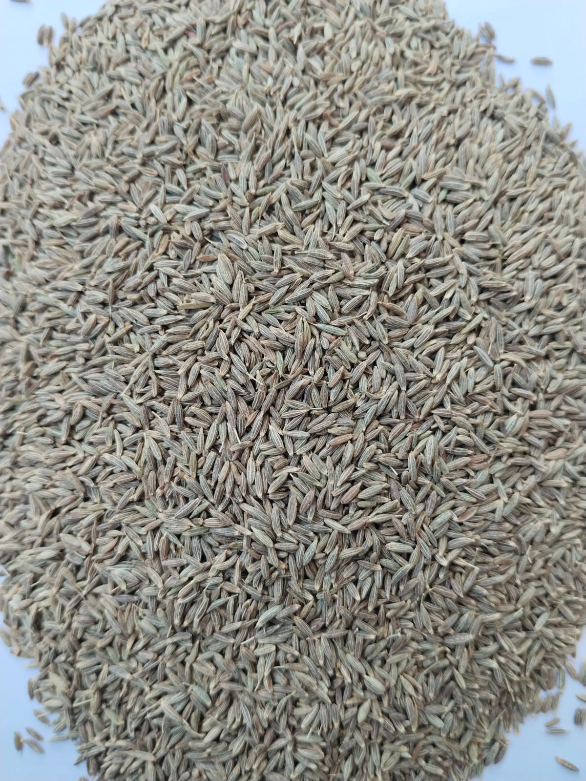 Indian cumin seeds