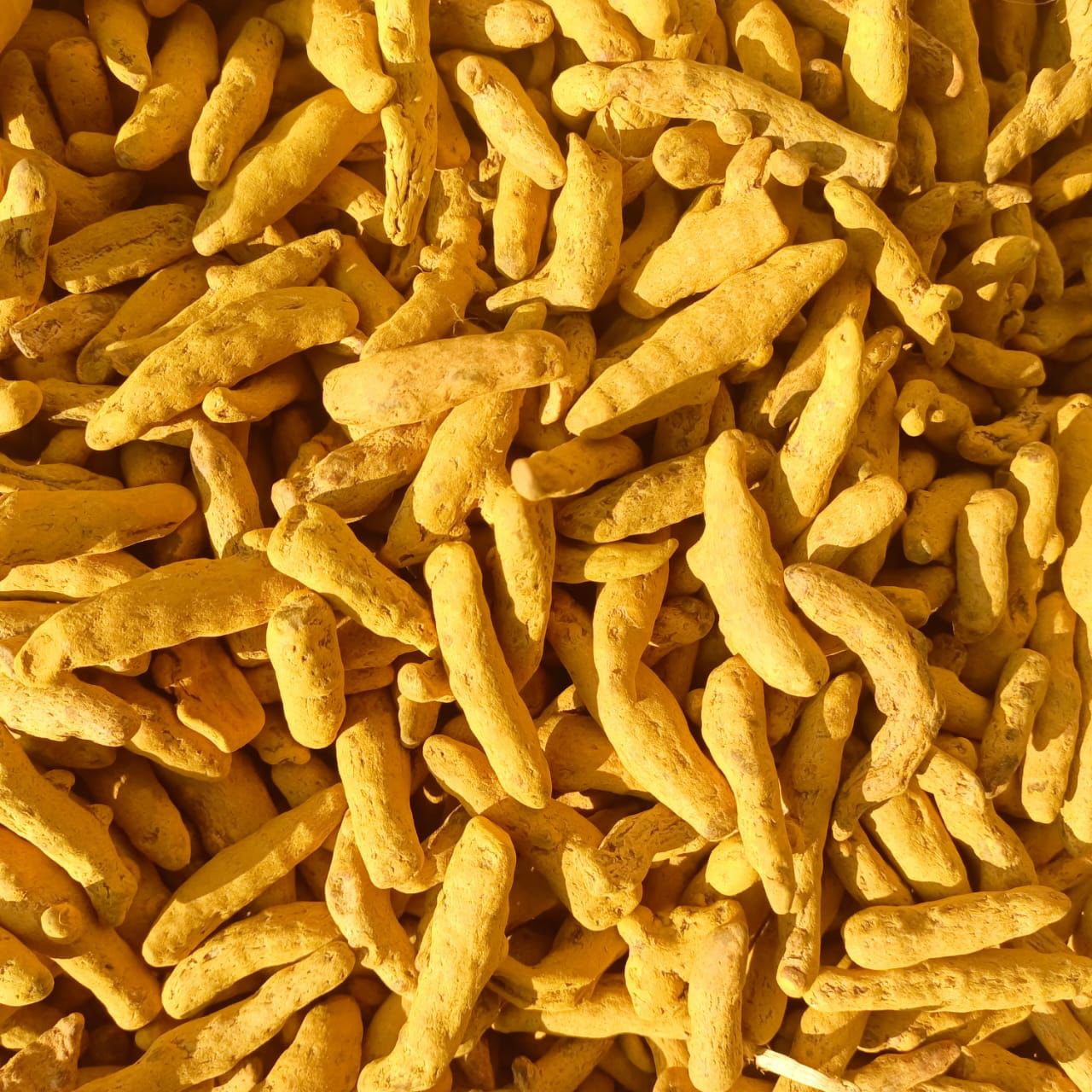 Turmeric fingers